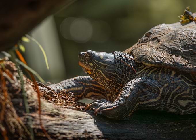 Painted Turtle Resting on Log
