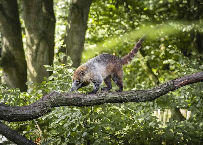 Coati walking on a tree branch