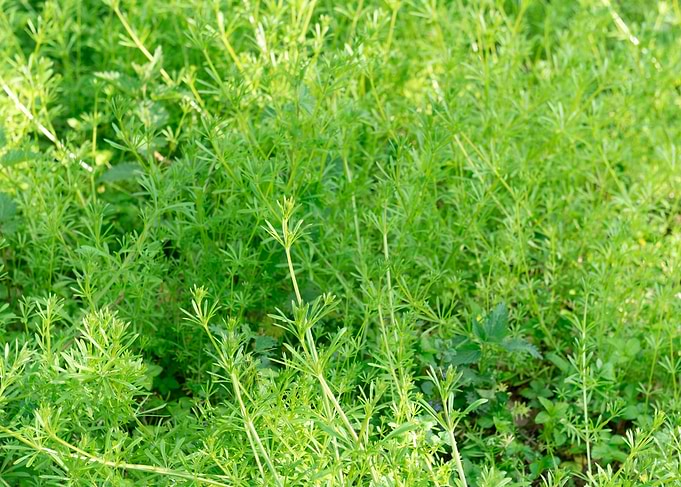 Galium aparine