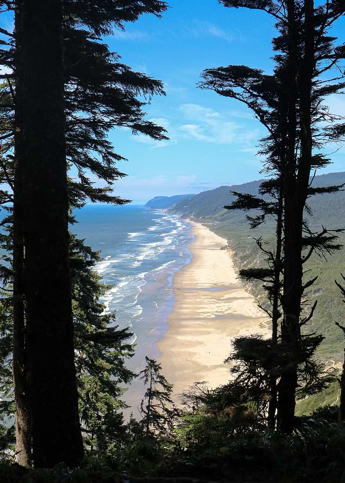 Looking through the trees