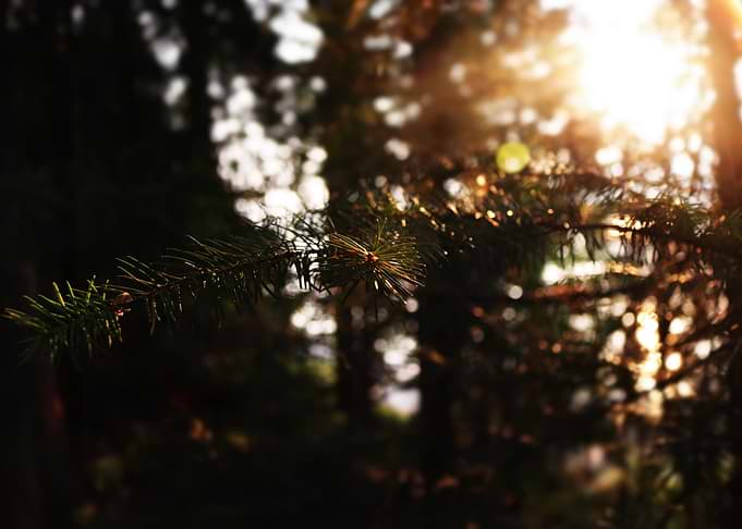 Forrest Sunrise