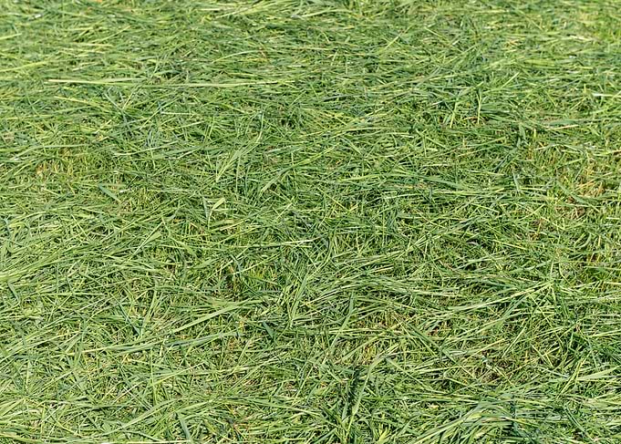 Freshly Cut Green Grass Texture
