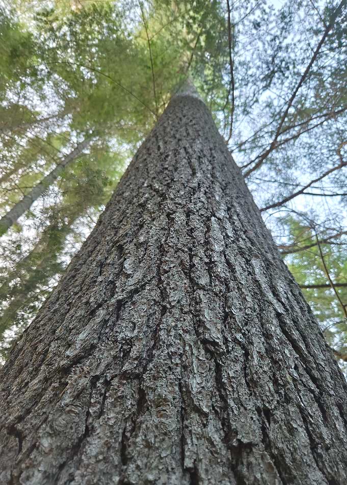 Elder Pine