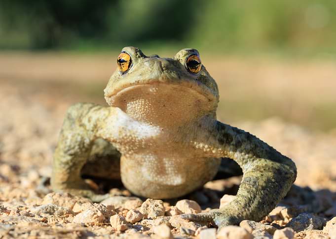 Close-up Portrait of a Toad