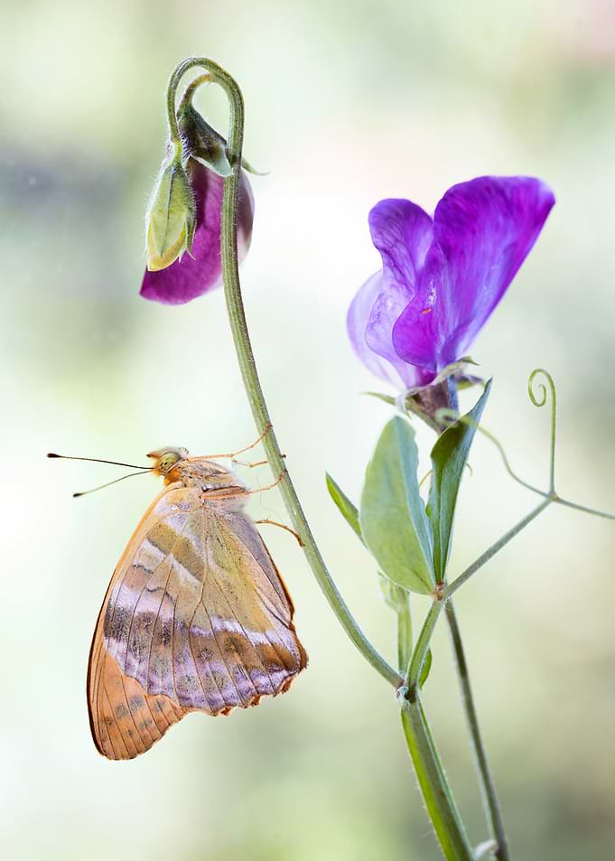 Butterfly Resting on Sweet Pea Flower