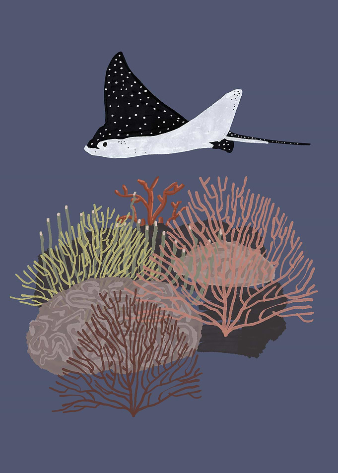 Spotted Eagle Ray Over Coral Reef