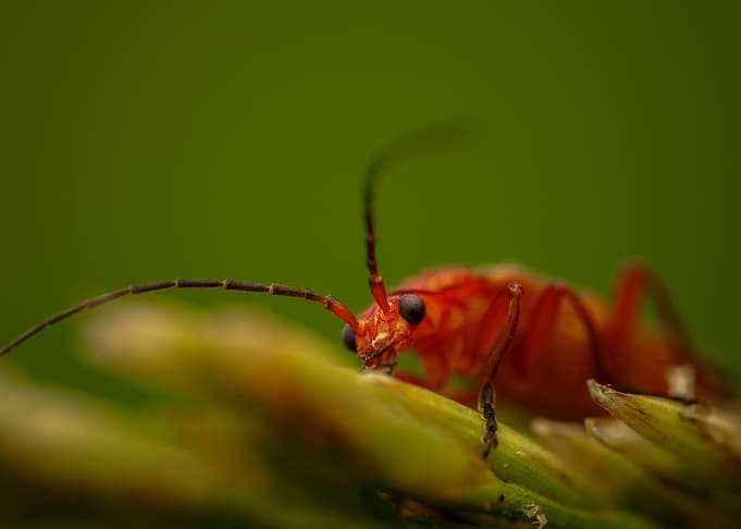 Macro Close-up of Red Beetle