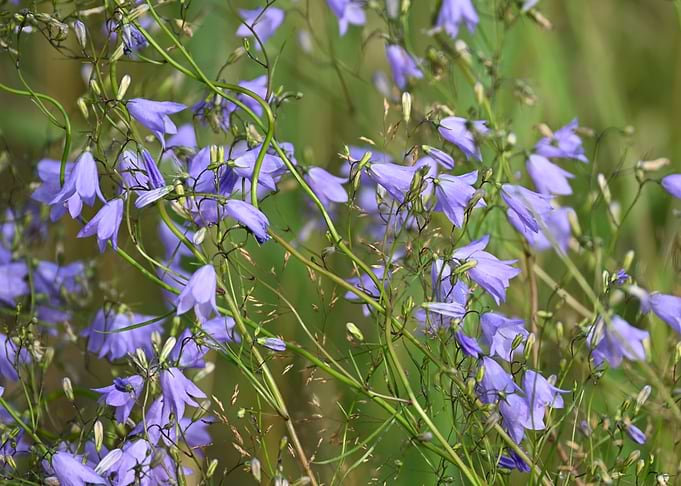 Cluster of Delicate Bluebell Flowers