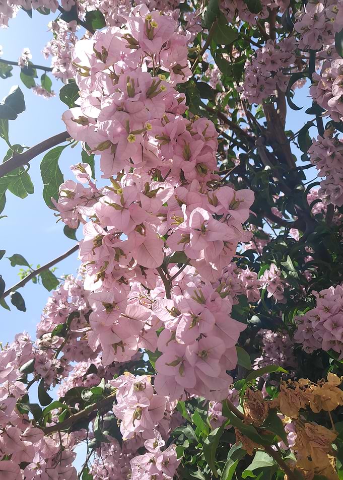 Vibrant Pink Bougainvillea Flowers
