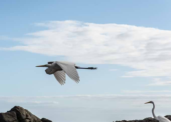 Great Egret in Flight
