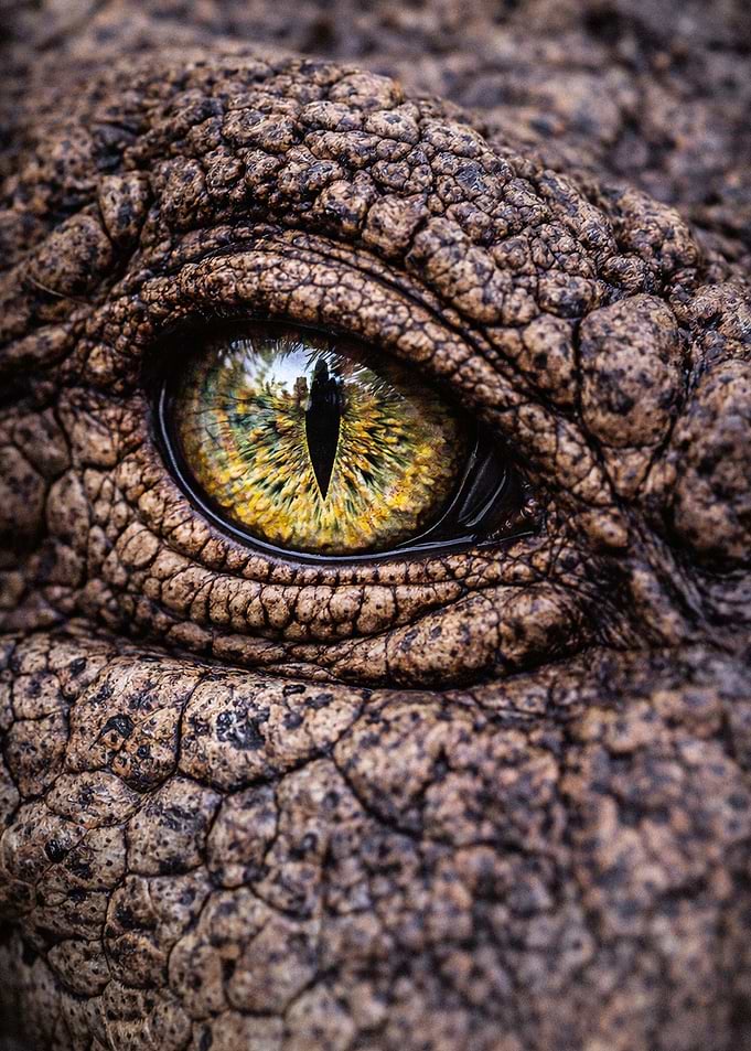 Extreme Close-up of Crocodile Eye