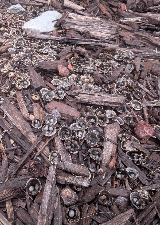 Bird's Nest Fungi on Wood Chips