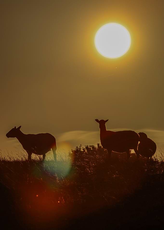Sheep Silhouettes Against the Sunset