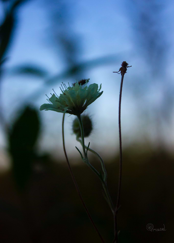 Twilight Wildflower