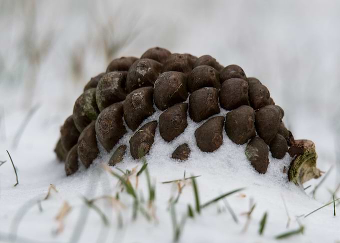 Pinecone Resting in Fresh Snow