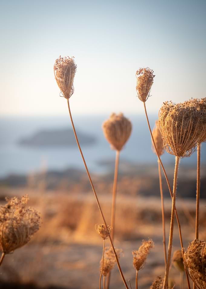 Dried Wildflowers Overlooking the Sea