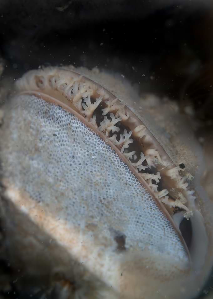 Close-up of a Marine Bivalve Mollusk