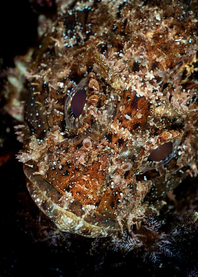 Close-up of a Scorpionfish