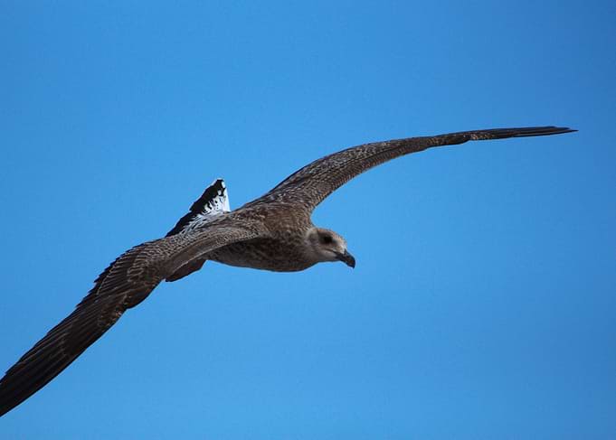 Seagull in Flight Against Blue Sky