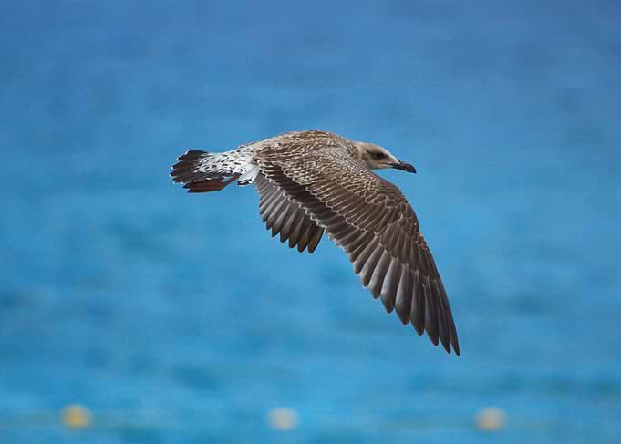 Seagull in Flight Over Blue Water