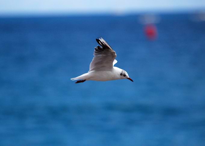 Seagull in Flight Over Blue Water