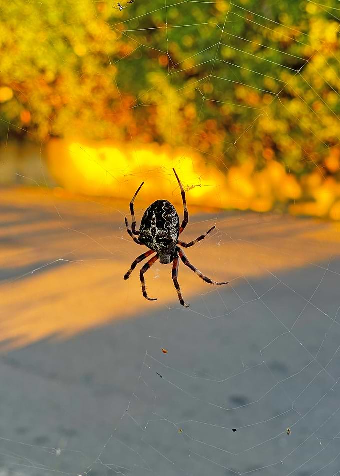 Orb Weaver Spider on Web