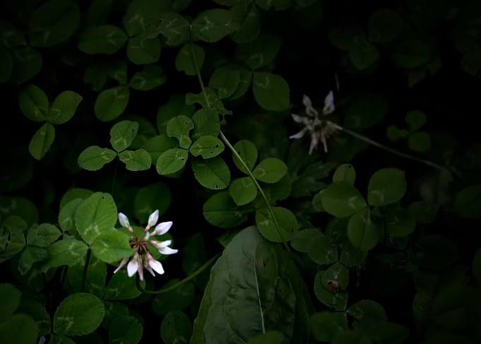 White Clover Flowers in Dark Foliage