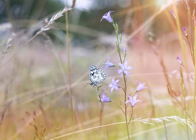 Marbled White Butterfly on Bellflower