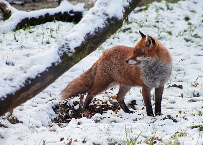 Red Fox in Snowy Forest