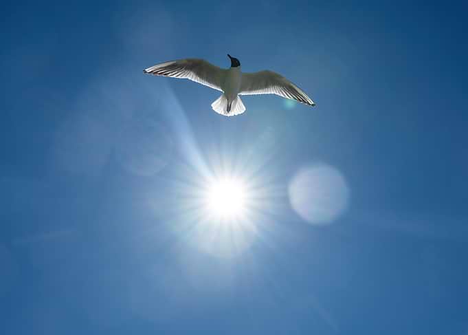 Seagull Flying Against Bright Sun