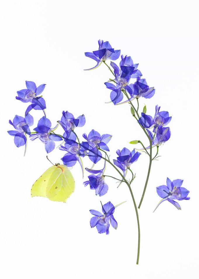 Yellow Butterfly on Blue Delphinium Flowers