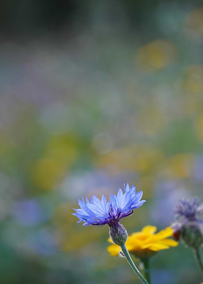 Single Blue Cornflower in Meadow