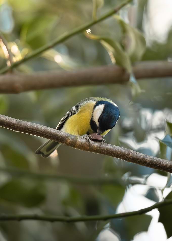 Great Tit Bird Perched on Branch