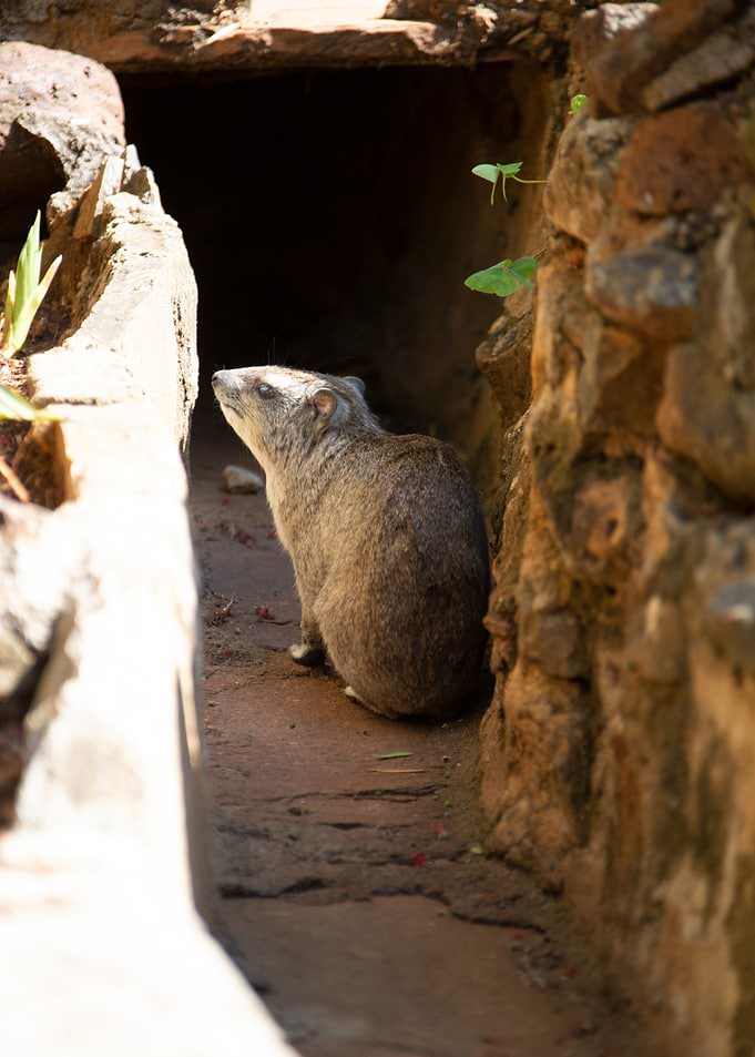 Rock Hyrax in a Stone Crevice