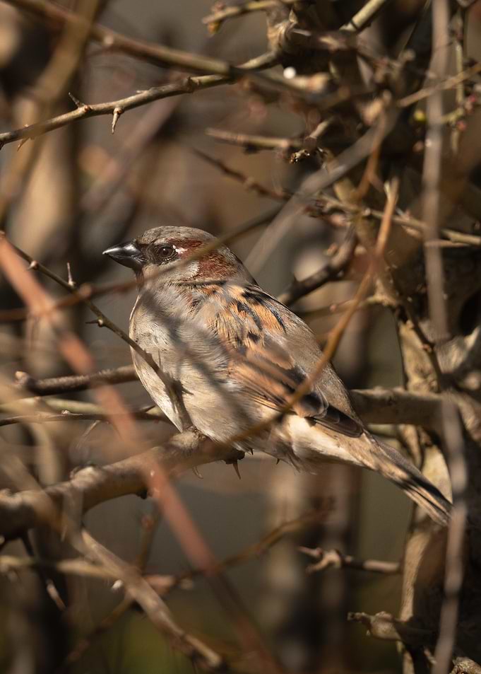 House Sparrow Perched in Thorns