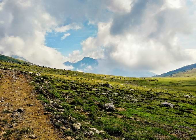 Summer Morning on an Alpine Pasture Trail