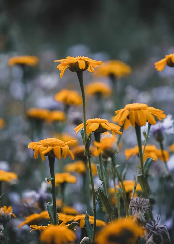 Vibrant Yellow Wildflowers in Meadow