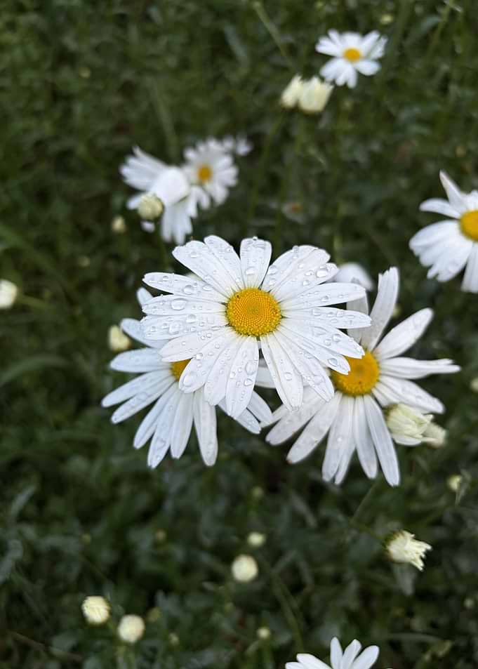 Dew-Covered White Daisies in Garden