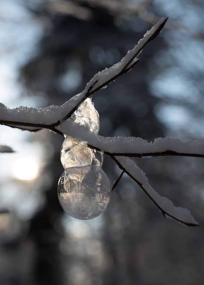 Frozen Bubble Hanging on Snowy Branch