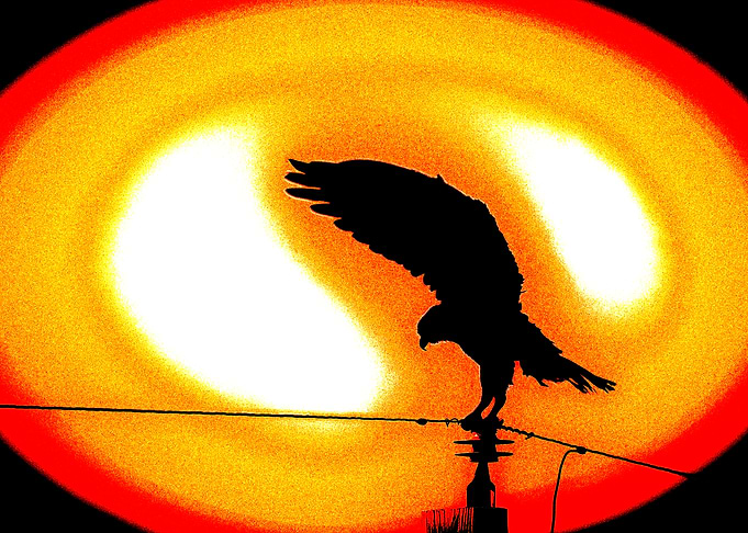 The 'Phoenix'