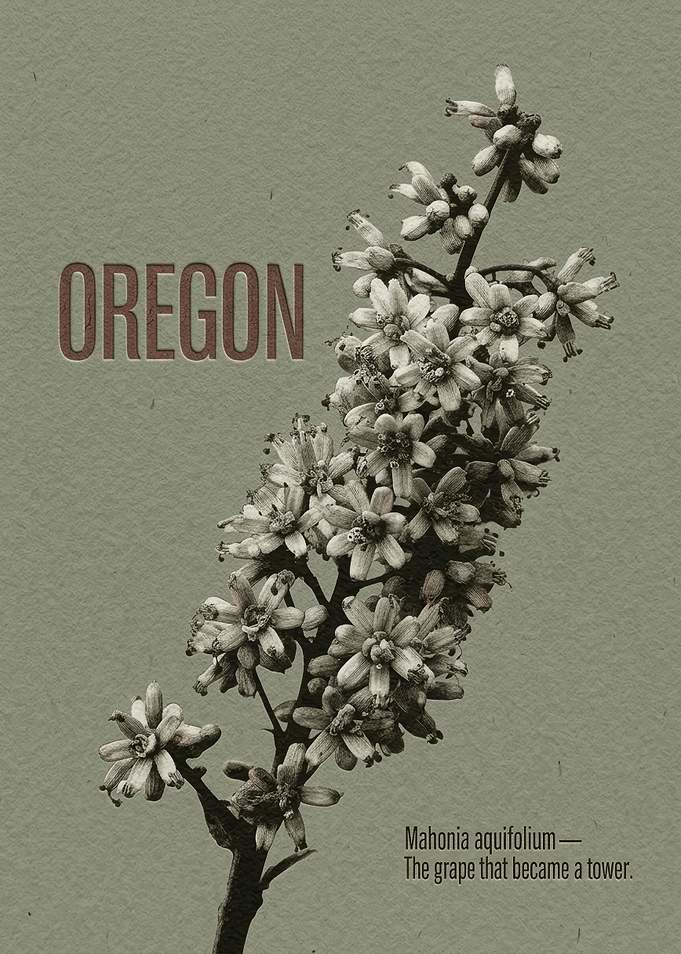 Oregon Mahonia Aquifolium Botanical Poster