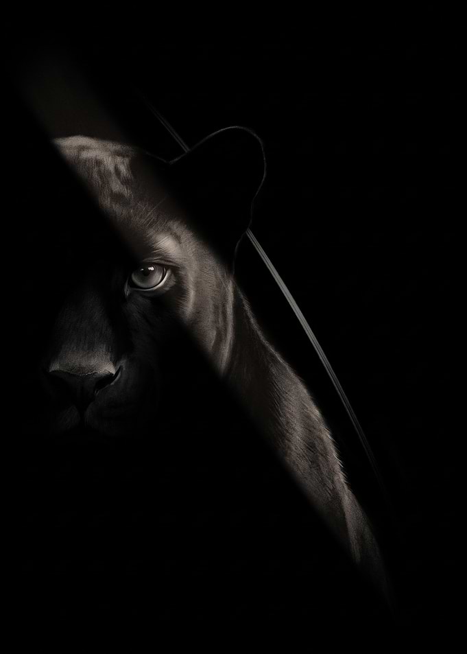 Black Panther in Dramatic Shadow