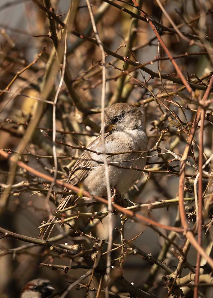 House Sparrow Perched in Thorny Branches