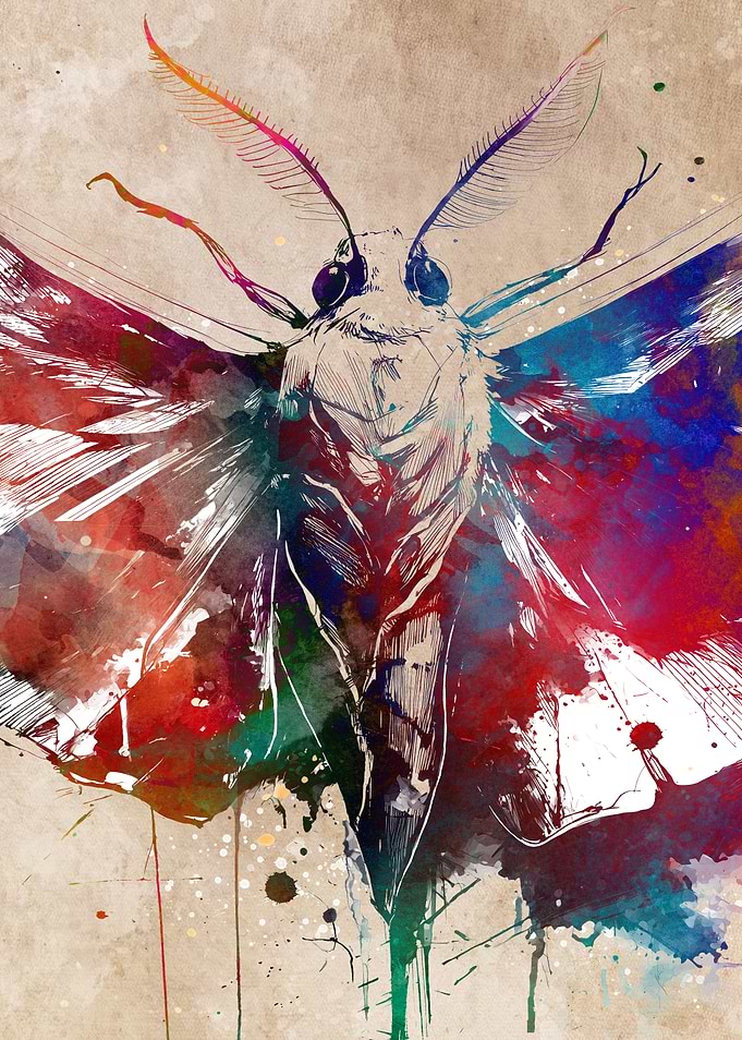 Moth Artistic Illustration