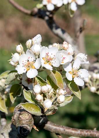 Blooming Pear Tree Flowers