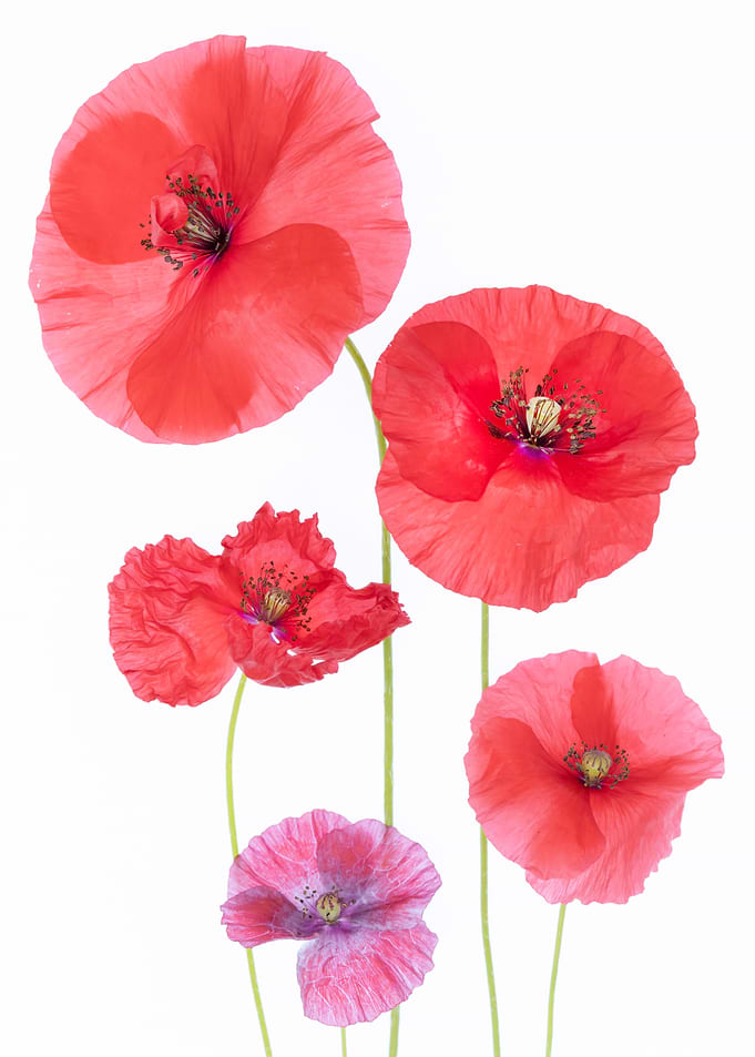 Five Vibrant Red and Purple Poppies