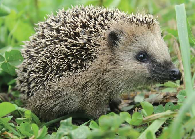Small Hedgehog in Green Grass