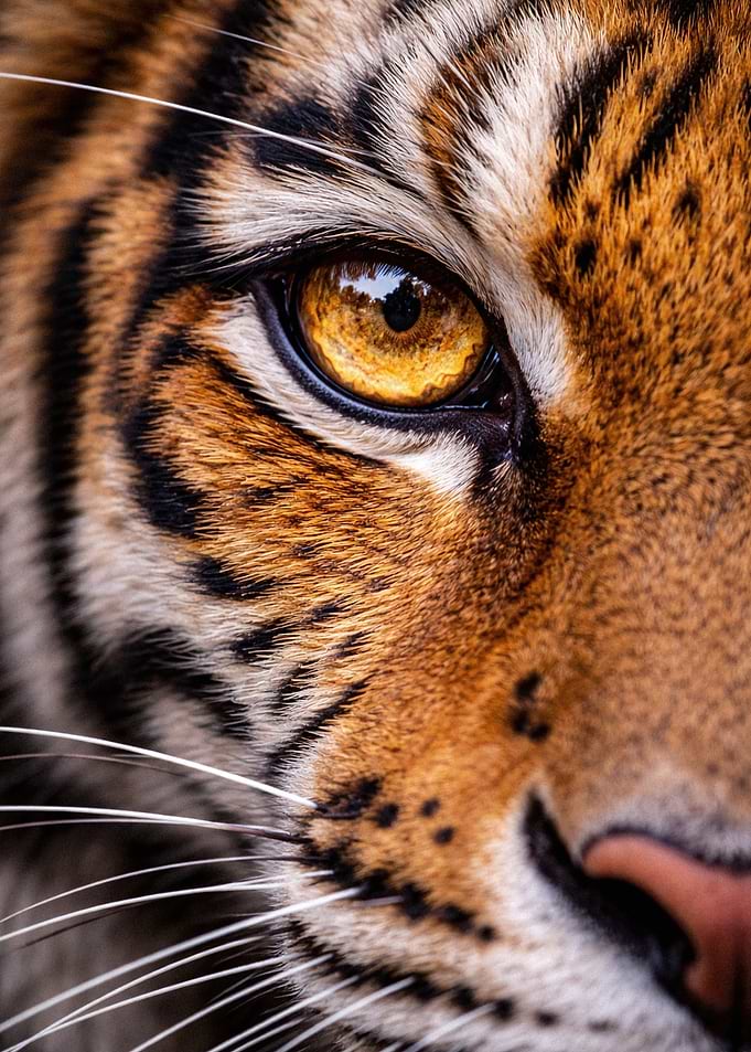 Extreme Close-up of Tiger Eye