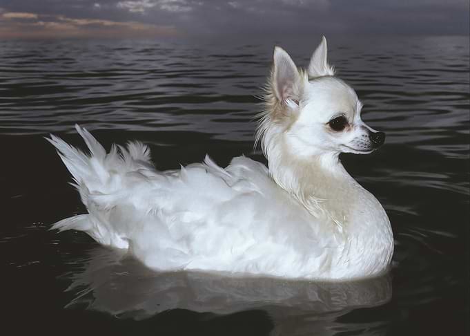 Surreal Chihuahua Duck Hybrid