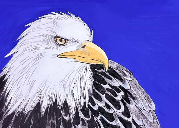 Bald Eagle Portrait Illustration